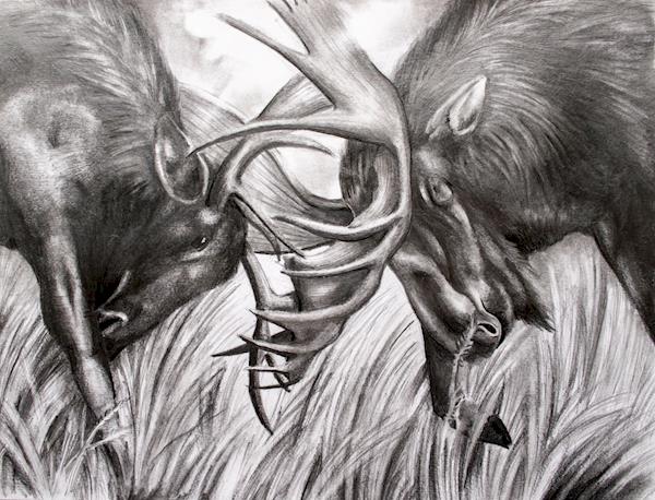 mykkanen - moose drawing